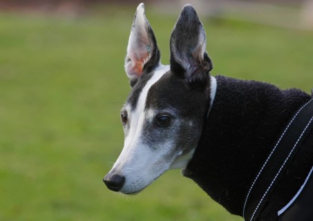 Greyhound (Canis lupus familaris), male dog 10 years, portrait sideways, in the countryside, North