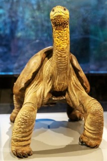 Giant tortoise (Chelonoidis nigra), Charles Darwin Museum, Santa Cruz, Galapagos, Ecuador