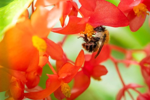 A bumblebee (Bombus) collecting nectar from a ‘Comte de Lesseps' begonia (Begoniaceae) in the