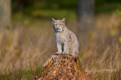 Eurasian lynx (Lynx lynx), on tree trunk in autumn