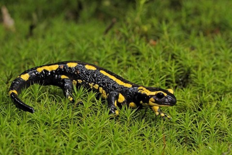 Fire salamanders running in moss, Sauerland North Rhine-Westphalia July 2008
