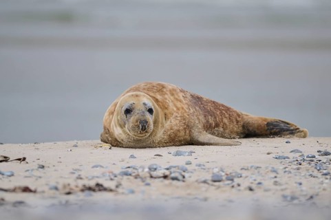 Grey seal (Halichoerus grypus) lying on the beach, Düne, Helgoland, Schleswig-Holstein, Germany