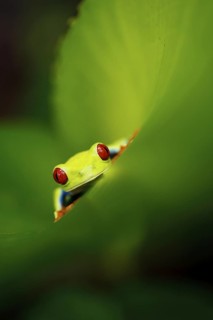 Red-eyed tree frog (Agalychnis callidryas), the most famous frog in Costa Rica and possibly the