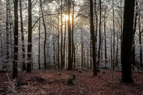 Winter, trees with hoarfrost in the forest, backlight, mixed forest, Dossenheim, Baden-Würtemberg,