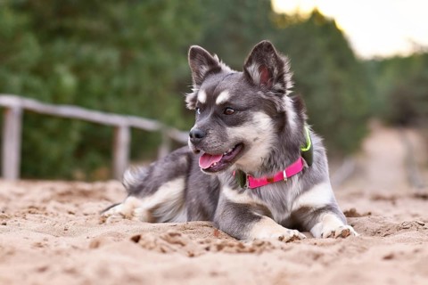 Young French Bulldog x Siberian Husky dog mix with neon collar