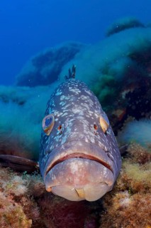Dusky Grouper (Epinephelus marginatus) (Mycteroperca marginatus) with a serious expression in a