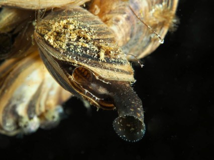 Close-up of an open Quagga zebra mussel (Dreissena rostriformis bugensis), an invasive species, at