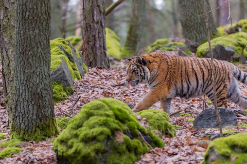 One young female Siberian Tiger, Panthera tigris altaica, walking between rocks in a forest