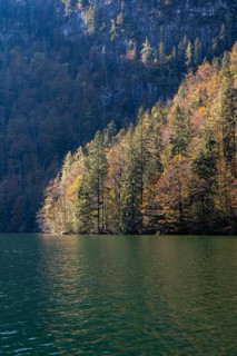 Yellow coloured trees, autumnal mountain forest at the lake, Königssee, Berchtesgaden, Bavaria,