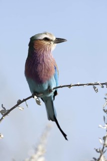 Lilac-breasted Roller (Coracias caudatus), Etosha, Namibia