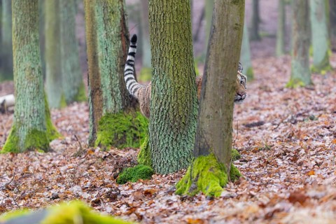 One young female Siberian Tiger, Panthera tigris altaica, running thru a forest
