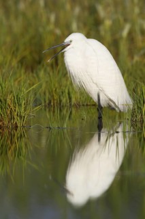 Little Egret (Egretta garzetta), Cyprus