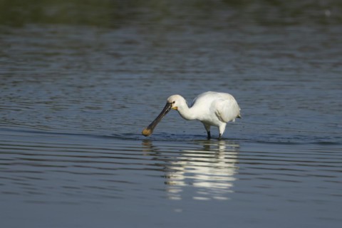 Eurasian spoonbill (Platalea leucorodia) adult bird feeding in a shallow lagoon, England, United