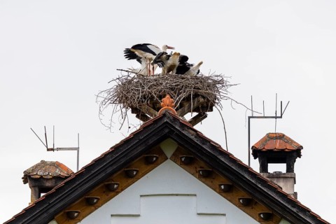 White stork (Ciconia ciconia) in its nest, on a house roof, Affenberg Salem, Lake Constance region,