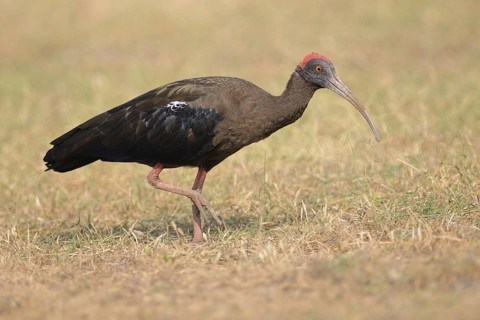 Red-naped Ibis (Pseudibis papillosa), India