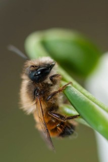 Apidae, bees, hymenoptera, osmia bicornis, osmia rufa, red mason bee, red mason bee, spring, high