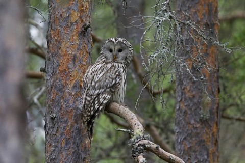 Ural owl (Strix uralensis) perched in spruce tree, Scandinavia