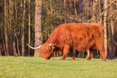 One Highland cow (Bos primigenius) taurus) grazes on a pasture at a forest edge