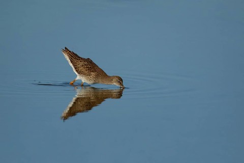 Wood sandpiper (Tringa glareola) adult wading bird feeding in a shallow lagoon, Suffolk, England,