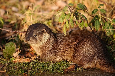 A small otter resting on damp leaves in autumn light, otter (Lutra lutra), Bavaria