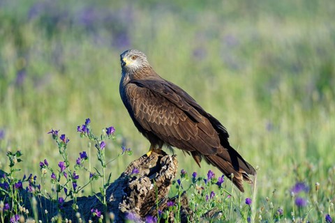 Black Kite (Milvus migrans) in a flower meadow, Castilla-La Mancha, Spain