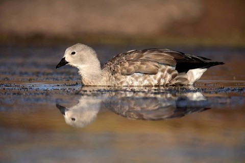 Blue-winged Goose (Cyanochen cyanoptera), Bale Mountains National Park, Ethiopia