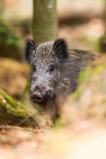 Wild boar (Sus scrofa) standing in a forest, Bavaria, Germany
