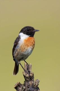 European Stonechat (Saxicola rubicola) male, Lake Neusiedl, Austria
