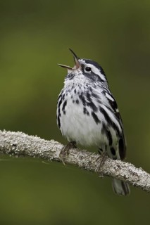 Black-and-white Warbler (Mniotilta varia) singing, Ontario, Canada