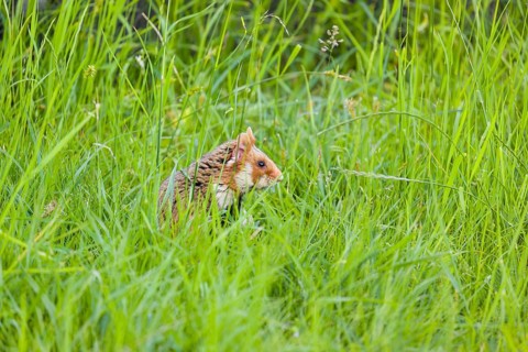 A European hamster (Cricetus cricetus), Eurasian hamster, black-bellied hamster or common hamster,