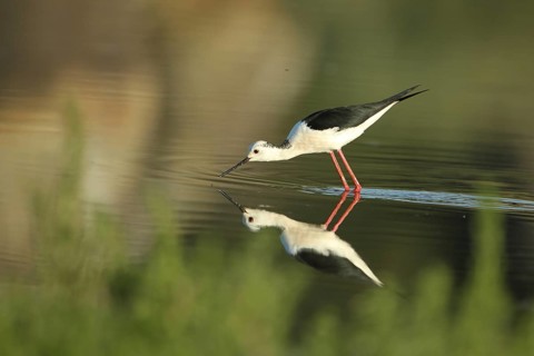 Male black-winged Black-winged Stilt (Himantopus himantopus) foraging in the water, reflection, Los
