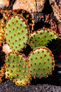 Jardin de Cactus with more than 10,000 cacti by Cesar Manrique, Guatiza, Lanzarote, Canary Islands,