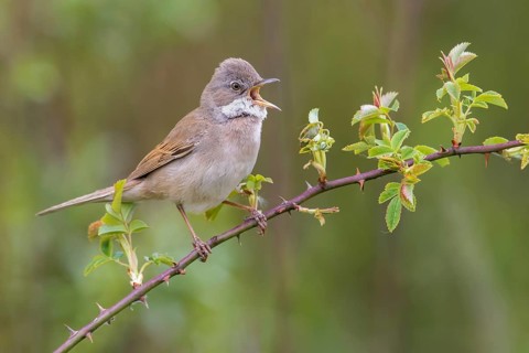 Common Whitethroat (Sylvia communis) male singing, perched on a twig, Poland