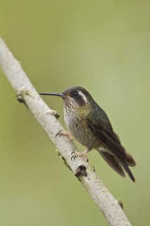 Speckled Hummingbird (Adelomyia melanogenys), Ecuador
