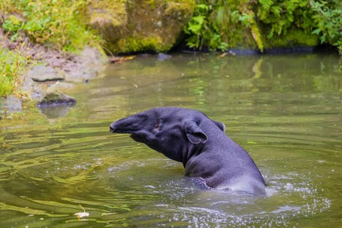 A Malayan tapir (Acrocodia indica) swims in a river