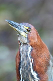 Rufescent tiger heron (Tigrisoma lineatum) Pantanal Brazil