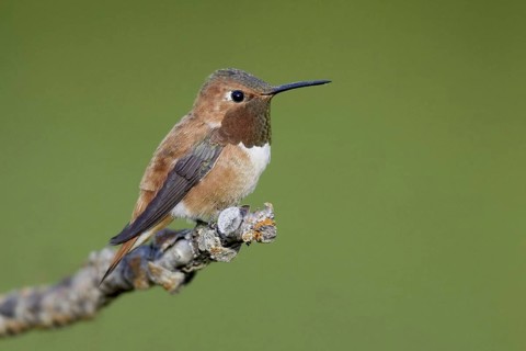 Rufous Hummingbird (Selasphorus rufus), Montana, USA