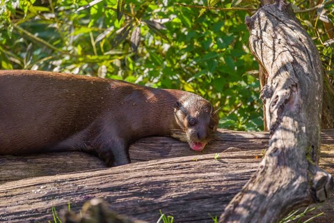 A giant otter or giant river otter (Pteronura brasiliensis) lies on a rotten tree lying on a river