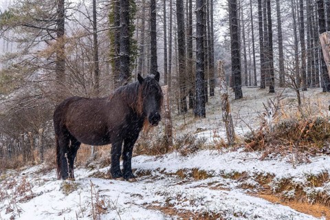 Wild horses in the aizkorri mountain of gipuzkoa. Snowy landscape by winter snows. Basque Country,