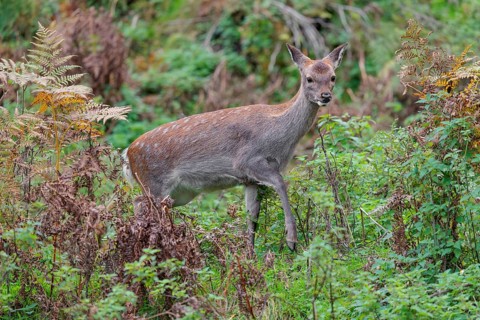 A sika deer (Cervus nippon) stands in hilly terrain in a clearing overgrown with ferns and searches