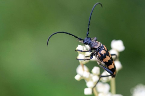 Cerambycidae, four-banded longhorn beetle, leptura quadrifasciata, strangalia quadrifasciata,