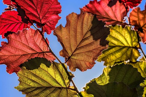 Close-up of the Red Zellernut, red-leaved hazel or cobnut, red-leaved Zellernuss, Corylus avellana