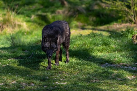 One Timberwolf, Canis lupus lycaon, standing in an opening of a forest on green grass in bright