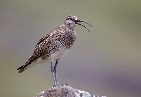 Whimbrel (Numenius phaeopus) calling, Bordoy, Faroe Islands