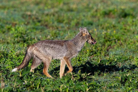 Side-striped Jackal (Canis adustus) Ndutu Aerea Tanzania March