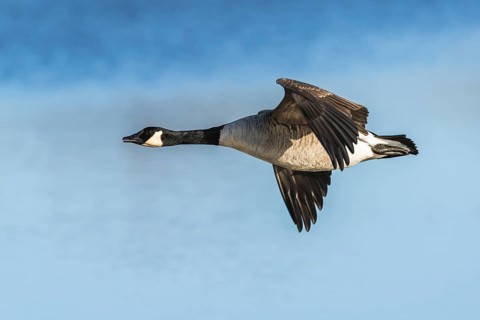 Canada Goose, Branta canadensis bird in flight over winter Marshes, Devon, England, United Kingdom
