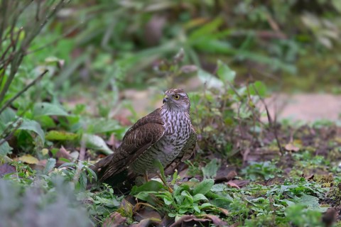 Sparrowhawk (Accipiter nisus) sitting in the garden, Germany