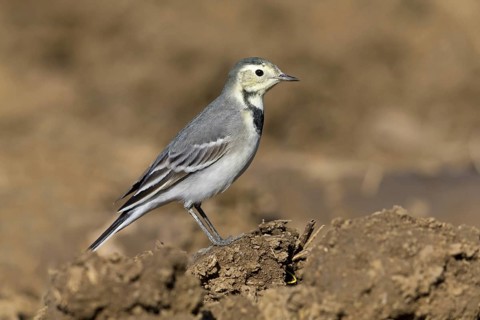 White wagtail, (Motacilla alba), BTiere, birds, family of wagtails and pipits, Steglarp, Vellinge,