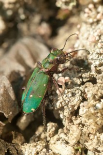 Carabidae, Cicindela campestris, field sandground beetle, sandground beetle, beetle, Coleoptera,