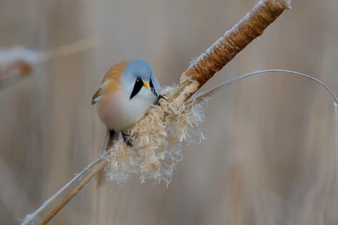 Bearded Reedling (Panurus biarmicus) male feeding on cattail seed, Thuringia, Germany